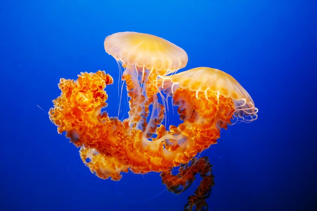 漳浦开渔 千帆竞发赴蓝海